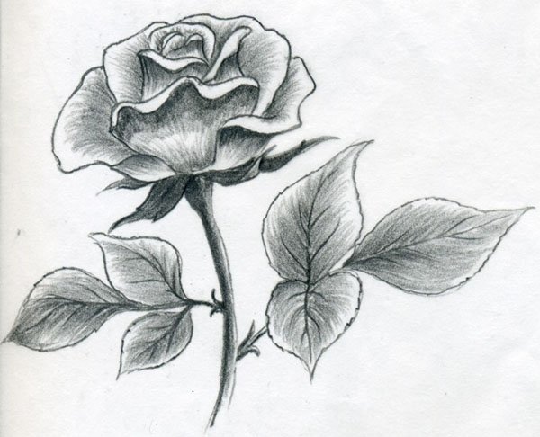 Cum SÄƒ AtragÄƒ Un Trandafir In Creion In Etape Pentru IncepÄƒtori