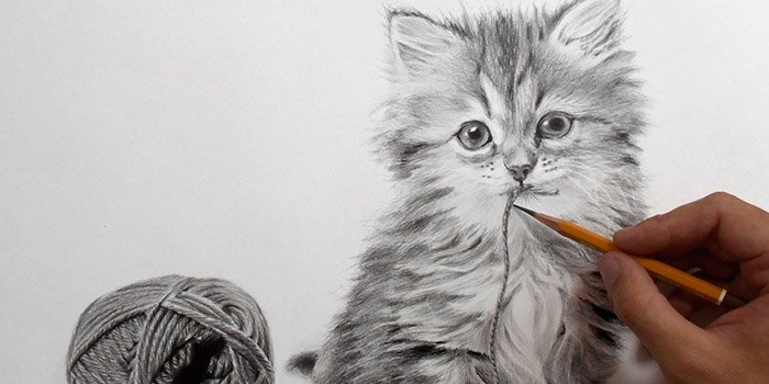 Cum De A Desena O Pisica In Creion Pas Cu Pas Pentru Incepatori