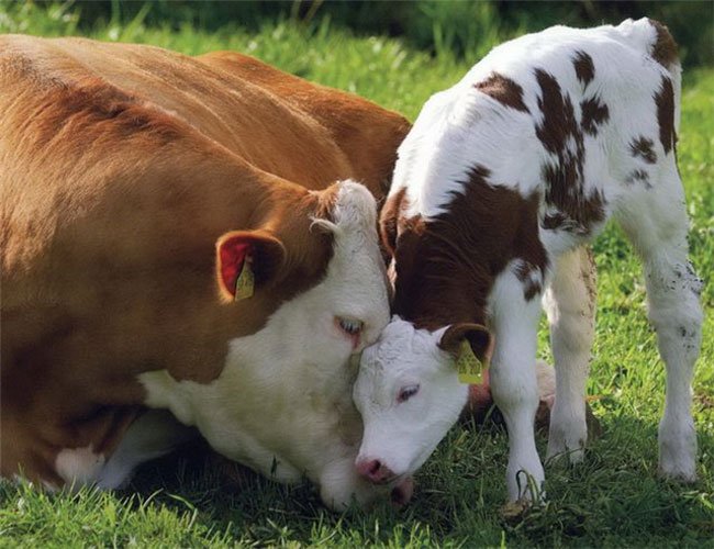 Mengapa Bermimpi Seekor Lembu Dalam Mimpi Kepada Seorang Wanita Nilai Seekor Lembu Dalam Mimpi Impian Lembu