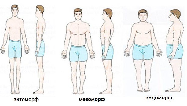 Ectomorph Mesomorph Endomorph Tipovi Muskoga Tijela S Fotografijom