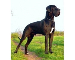 Anjing Membiak Anjing Jerman