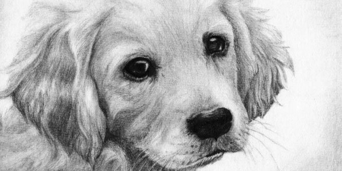 Cara Menggambar Anjing Dalam Pensil Secara Berperingkat