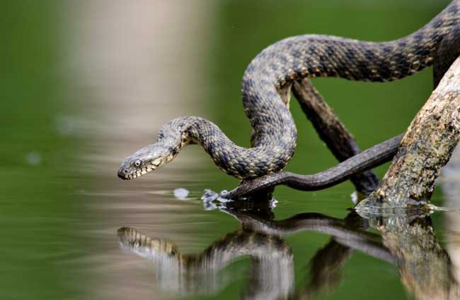 Mimpi Ular Air Hitam : Arti mimpi menangkap ular (ular hitam, ular